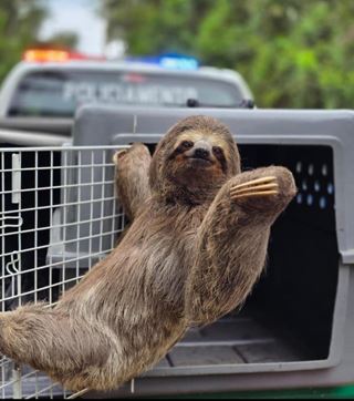 GCM resgata bicho-preguiça e evita atropelamento na estrada Guarulhos-Nazaré