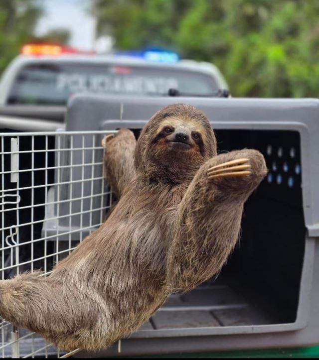 GCM resgata bicho-preguiça e evita atropelamento na estrada Guarulhos-Nazaré