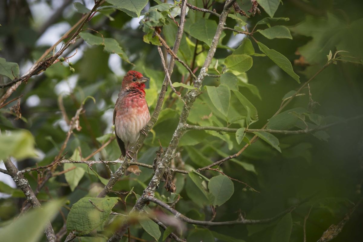 Trilha de observação de aves e curso de kokedama encerram a agenda ambiental de outubro