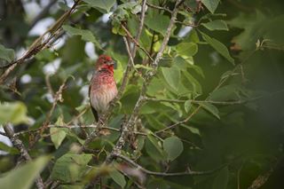 Trilha de observação de aves e curso de kokedama encerram a agenda ambiental de outubro