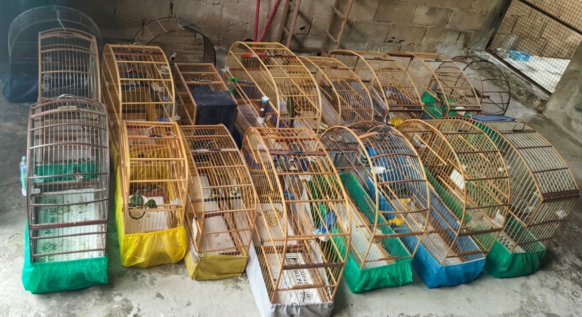 GCM de Guarulhos resgata 47 aves em cativeiro ilegal e outros dez animais silvestres