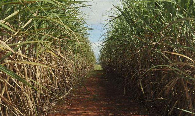 Produção da safra atual de cana-de-açucar deve crescer 3,5%, diz Conab