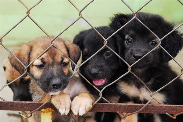 Saúde promove feira de adoção de animais neste sábado, dia 16