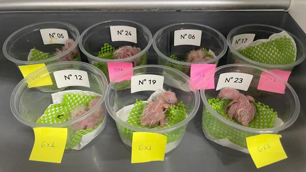 Governo de SP cuida de 12 filhotes de araras de ovos resgatados do tráfico de animais