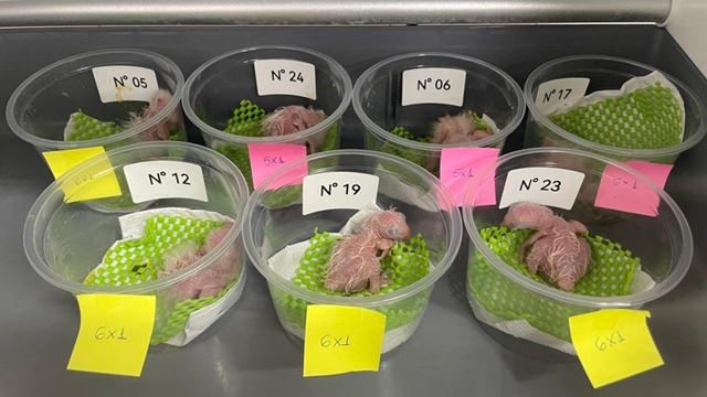 Governo de SP cuida de 12 filhotes de araras de ovos resgatados do tráfico de animais
