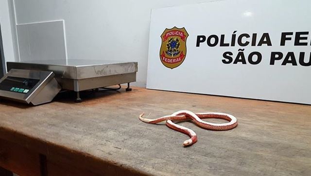 PF e Receita Federal apreendem 18 cobras e 12 lagartos dentro de mala