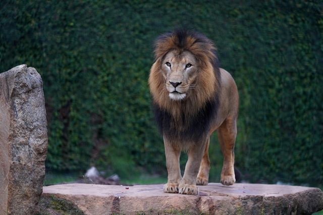 Zoológico comemora aniversário de seis anos do leão Kalipha