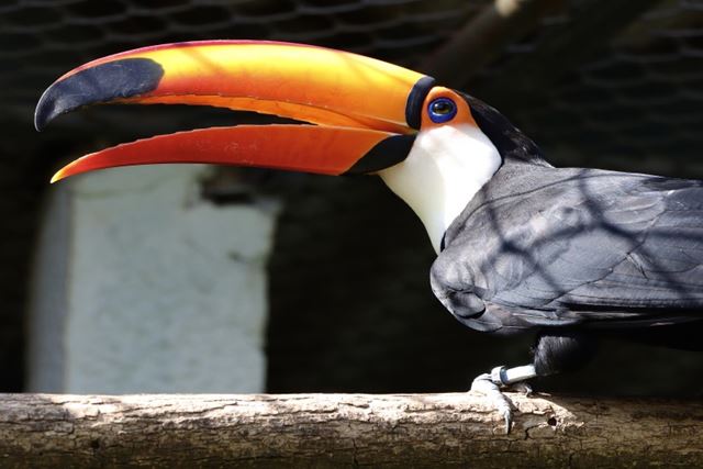 Zoológico Municipal abre inscrições para atividade “Escute as Aves da Mata Atlântica