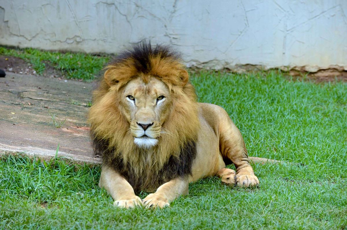 Zoológico divulga agenda de maio com atividades variadas e gratuitas para todos os públicos