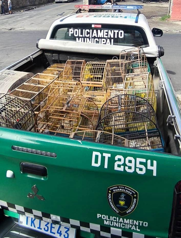 GCM de Guarulhos combate crime ambiental e resgata 16 aves em cativeiro ilegal