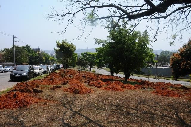 Prefeitura realiza atividades em comemoração ao Dia da Árvore