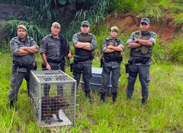 Guarda Civil Municipal de Guarulhos resgata aves silvestres e capivara em diferentes bairros