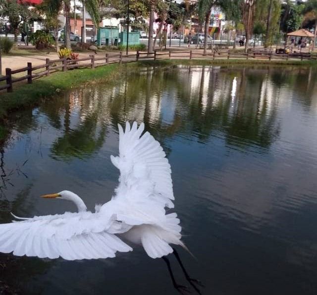 Observação de aves no Bosque Maia é atração gratuita neste sábado