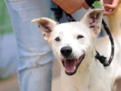 Prefeitura realiza evento de adoção de cães e gatos no próximo sábado