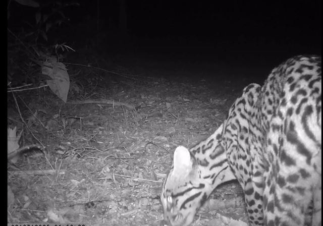 Armadilhas fotográficas registram jaguatirica e cachorro do mato em reserva ambiental de Guarulhos