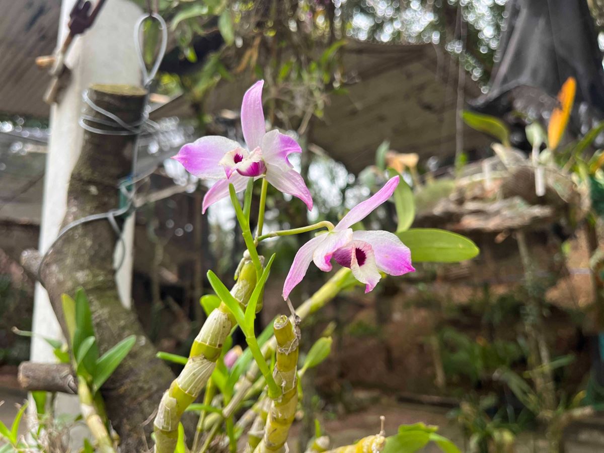 Oficina gratuita no Bosque Maia ensina o plantio e manutenção das orquídeas