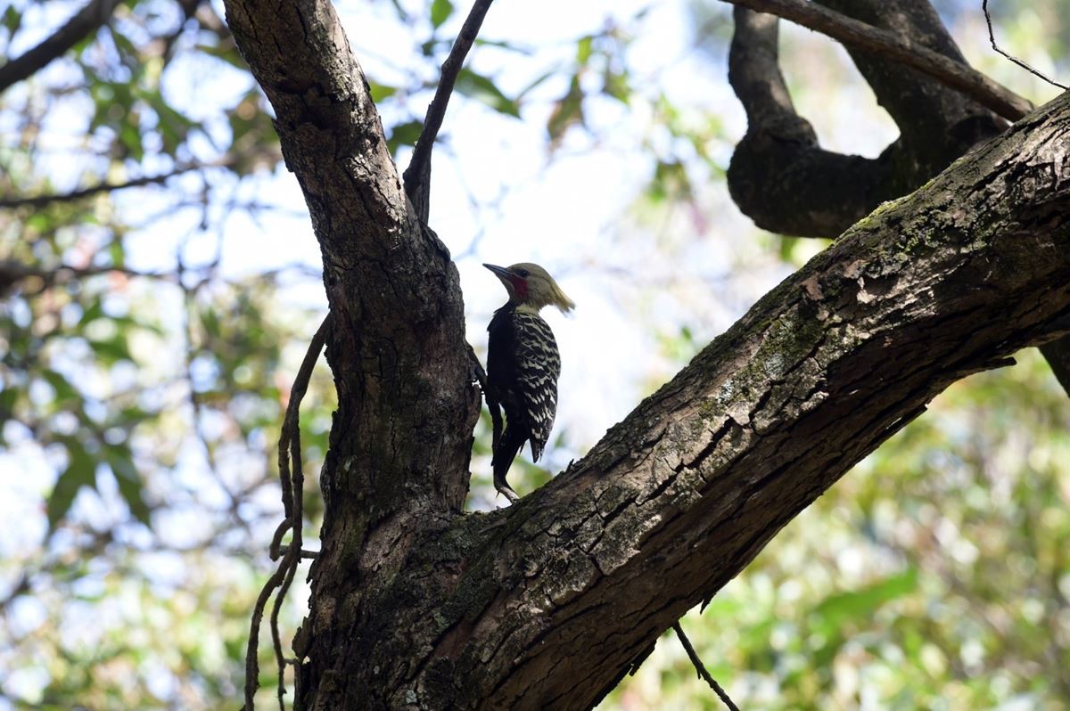 Educação Ambiental do Bosque Maia convida para manhã de observação de pássaros