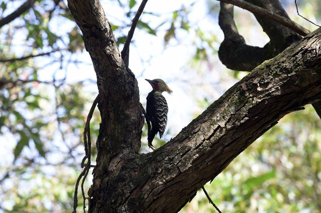 Educação Ambiental do Bosque Maia convida para manhã de observação de pássaros