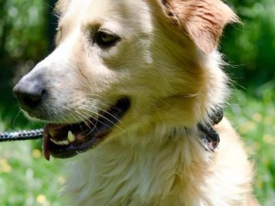 Prefeitura realiza evento de adoção de cães e gatos neste sábado, no Bonsucesso