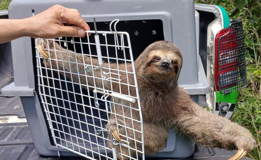 GCM de Guarulhos resgata 1.635 animais silvestres em situação de risco nos últimos 14 meses
