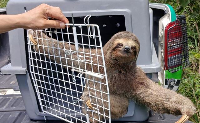 GCM de Guarulhos resgata 1.635 animais silvestres em situação de risco nos últimos 14 meses