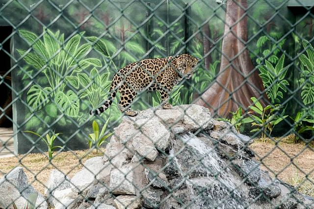 Niara Mani e Tupã Coré convidam público ao Zoológico de Guarulhos na semana do Carnaval