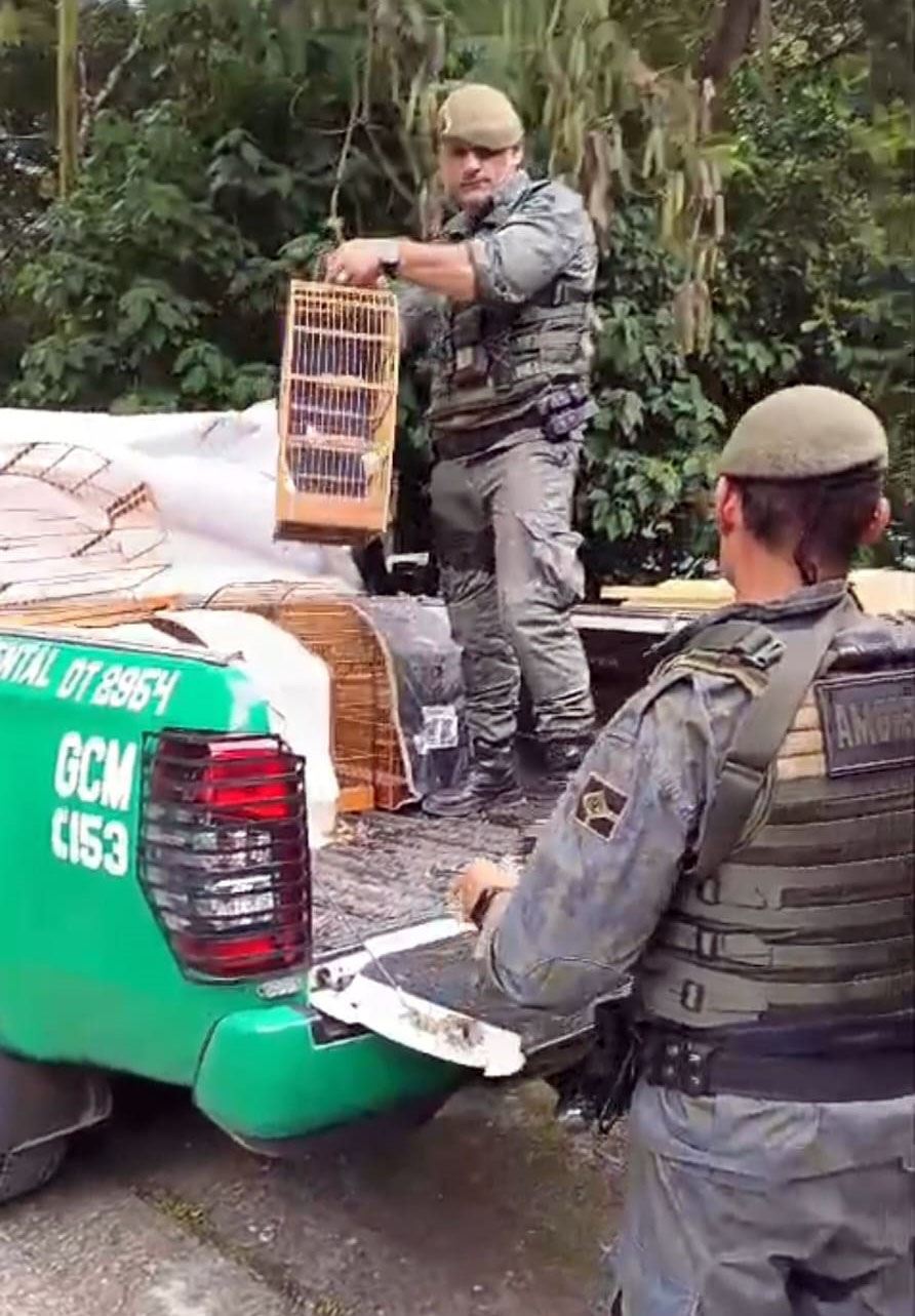 GCM de Guarulhos resgata 29 pássaros silvestres em criadouro ilegal no Jardim Belvedere