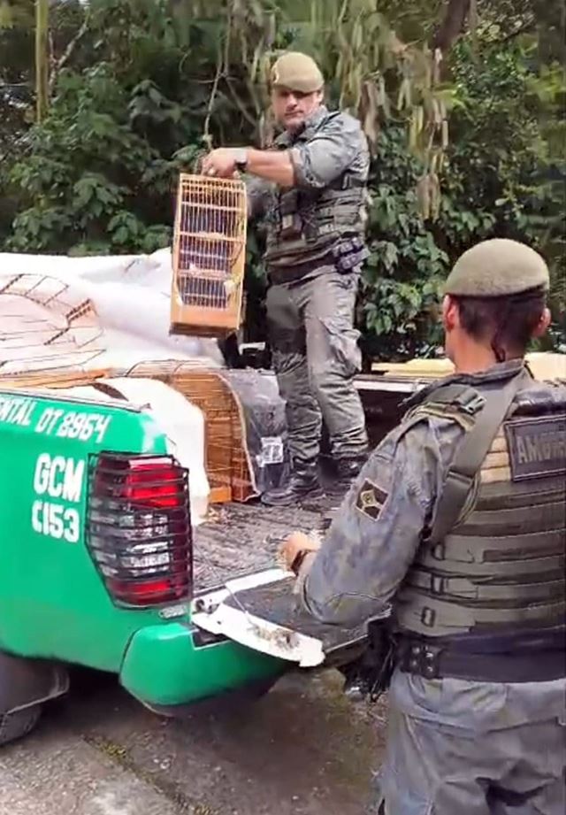 GCM de Guarulhos resgata 29 pássaros silvestres em criadouro ilegal no Jardim Belvedere