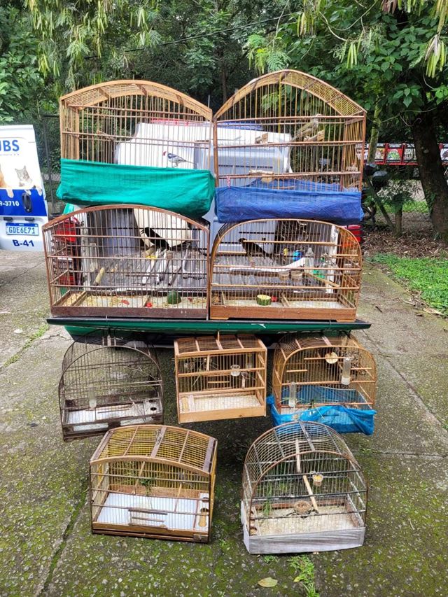 GCM resgata nove pássaros silvestres mantidos em cativeiro ilegal no Parque Maria Helena