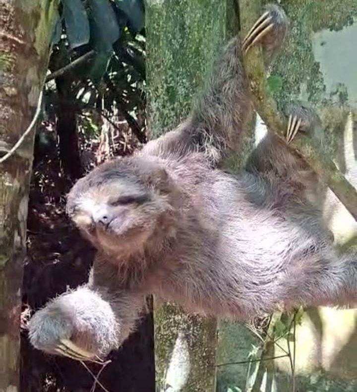 GCM resgata bicho-preguiça no Residencial Bambi e combate caça ilegal no Cabuçu
