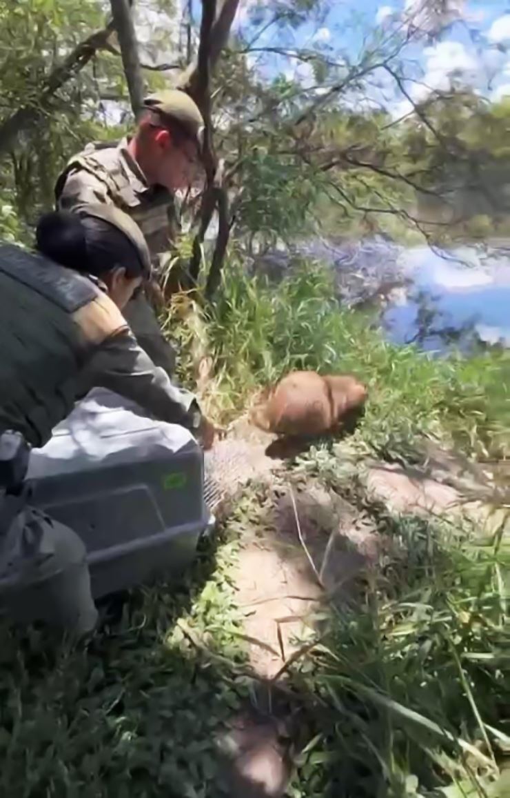 GCM de Guarulhos resgata capivara no Gopoúva