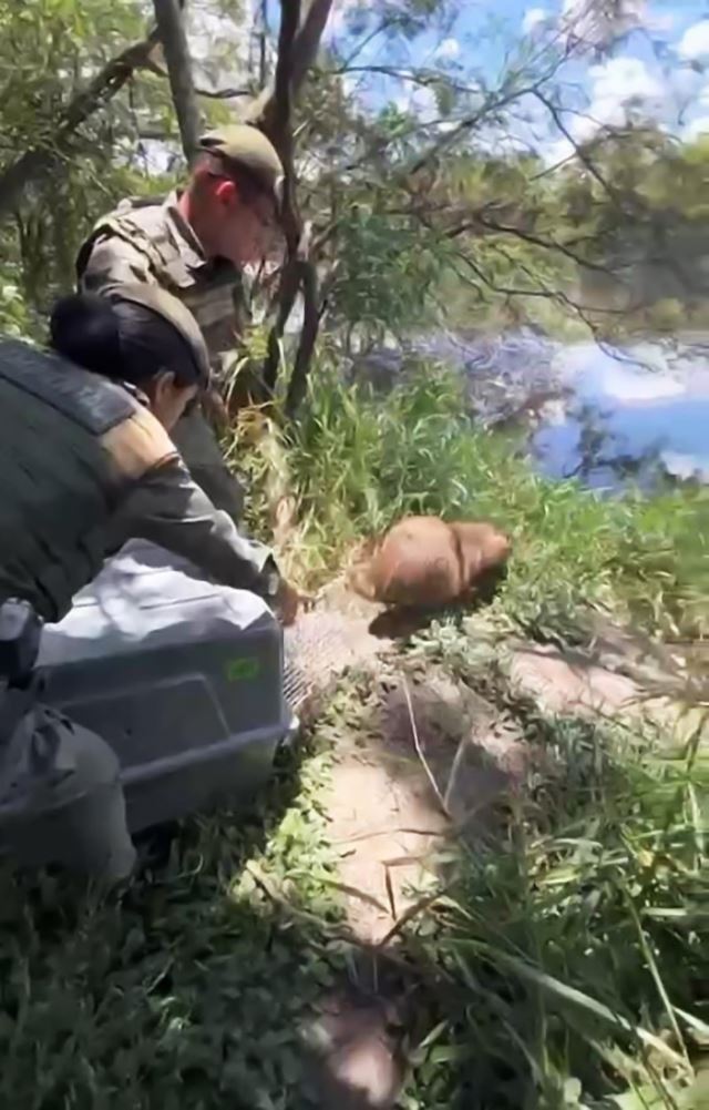 GCM de Guarulhos resgata capivara no Gopoúva