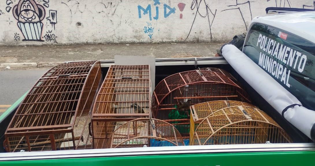 GCM resgata 10 aves silvestres em um criadouro ilegal na Vila Carmela I