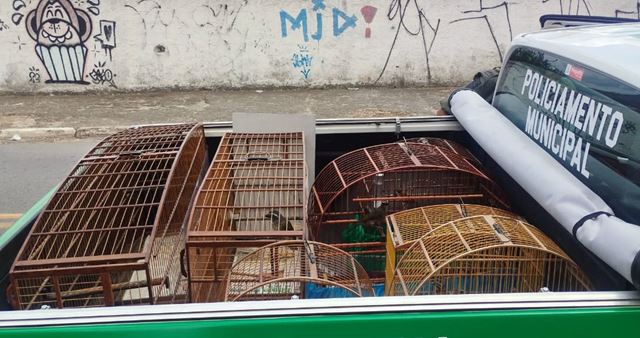 GCM resgata 10 aves silvestres em um criadouro ilegal na Vila Carmela I