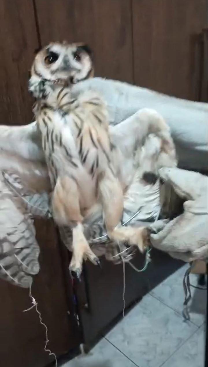 GCM resgata coruja-orelhuda presa em linha cortante de pipa no Jardim Rosana