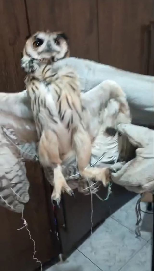 GCM resgata coruja-orelhuda presa em linha cortante de pipa no Jardim Rosana
