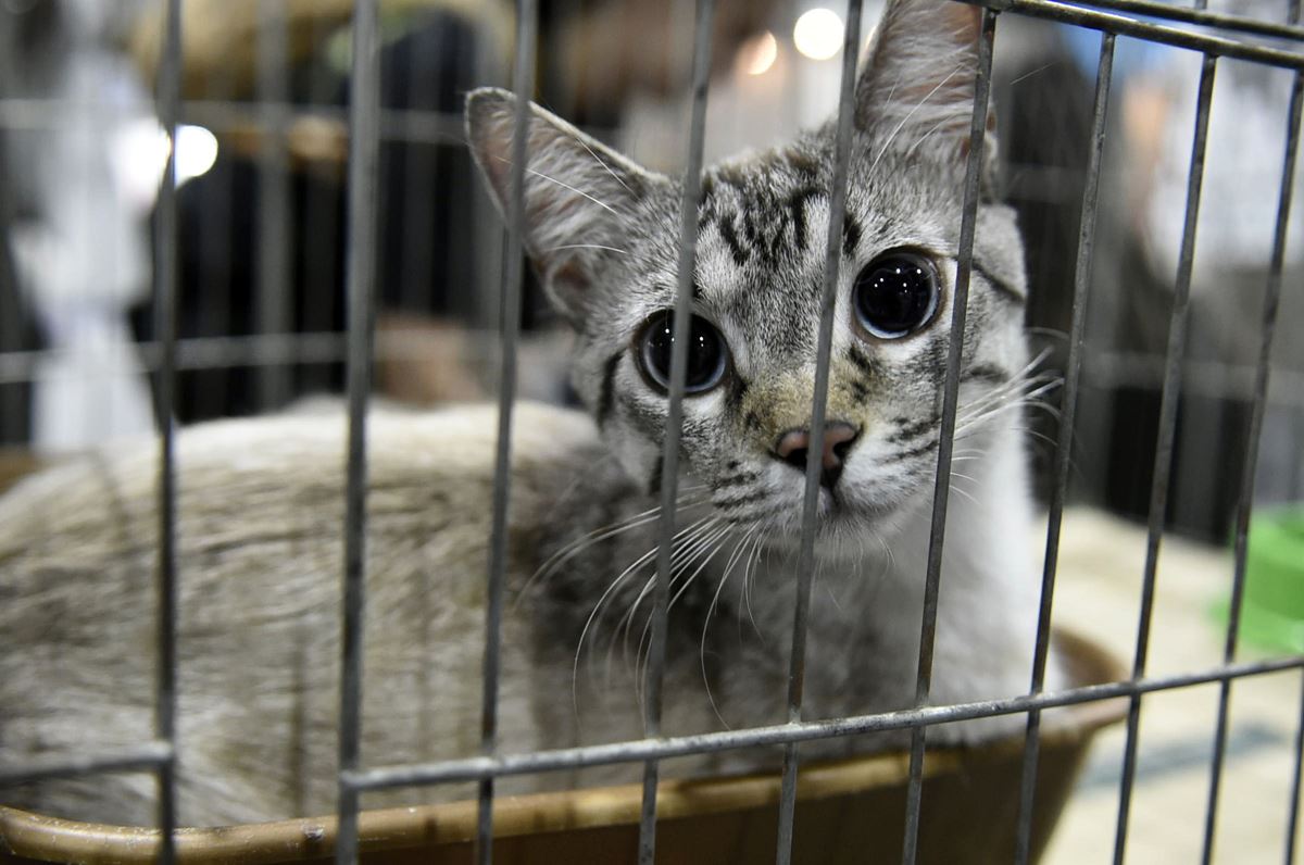Prefeitura promove evento de adoção de pets em parceria com supermercado