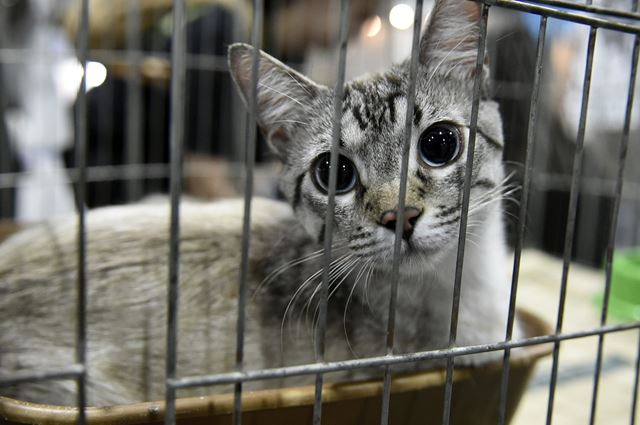 Prefeitura promove evento de adoção de pets em parceria com supermercado
