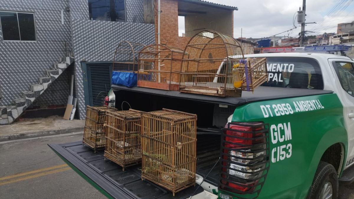 GCM de Guarulhos desmonta cativeiros ilegais e resgata 58 aves silvestres