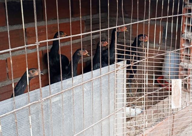 GCM resgata 114 aves de criadouro ilegal no Jardim Alvorada