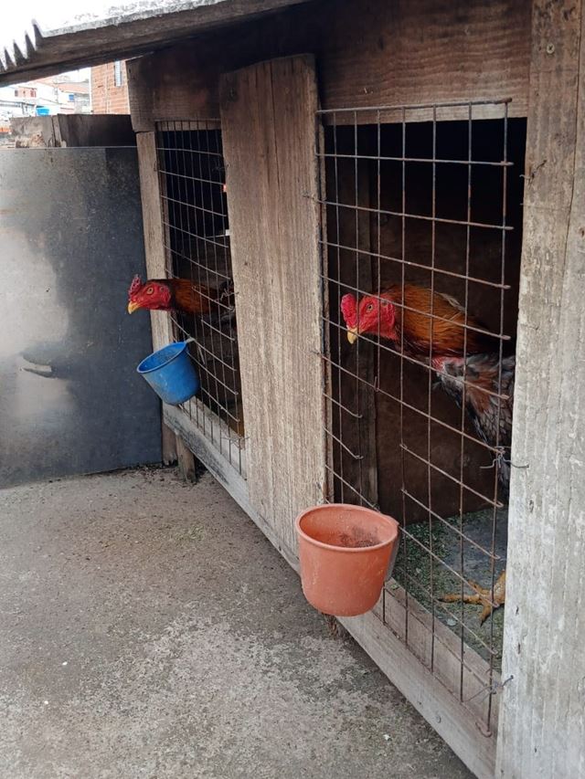 Foto 4