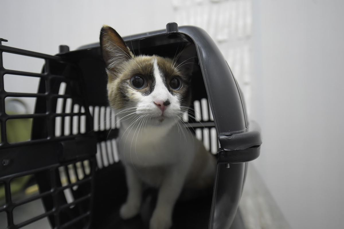 CastraPet Móvel atende 330 tutores e seus animais de estimação na região de Cumbica