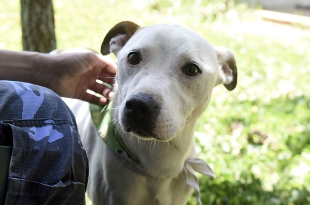 Bosque Maia recebe evento de adoção de cães e gatos neste domingo