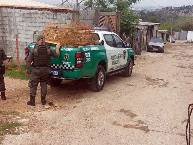 GCM resgata 23 aves silvestres em duas ações em Guarulhos
