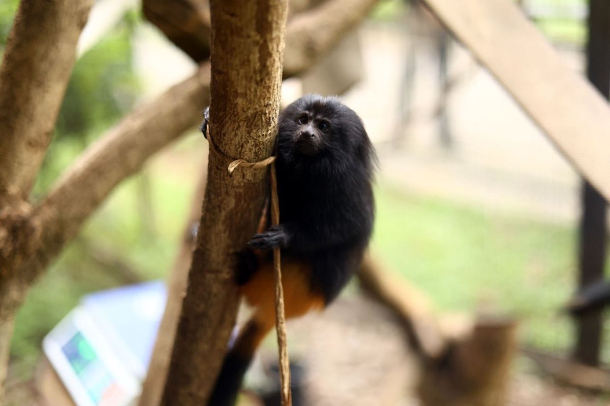 Filhotes de mico-leão-preto, Maiara e Maraisa, são as novas moradoras do Zoo de Guarulhos