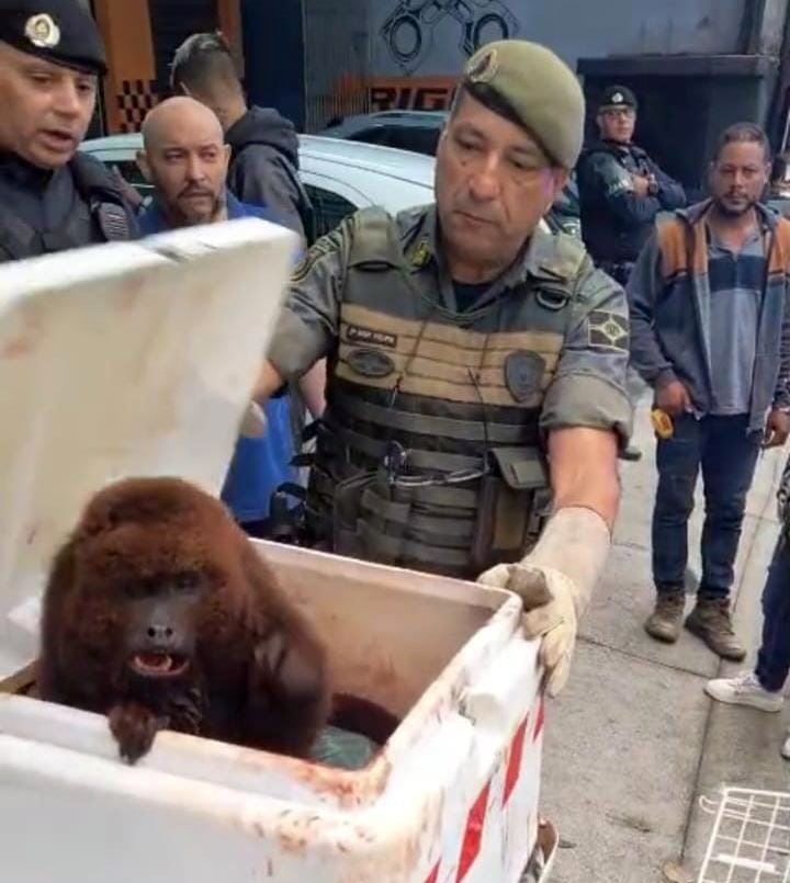 GCM resgata macaco bugio-ruivo ferido na Vila Flórida