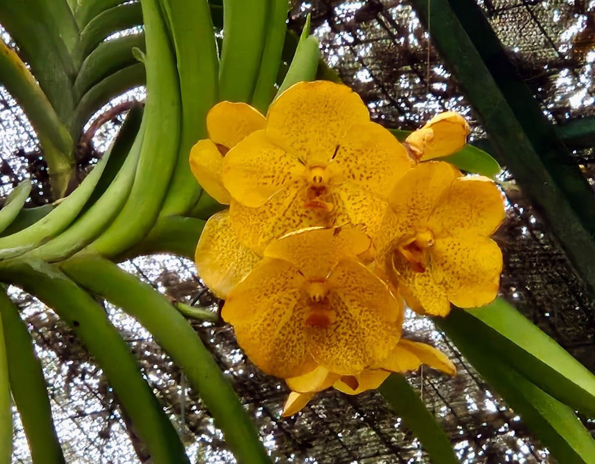 Curso gratuito da Prefeitura ensina cuidados com orquídeas