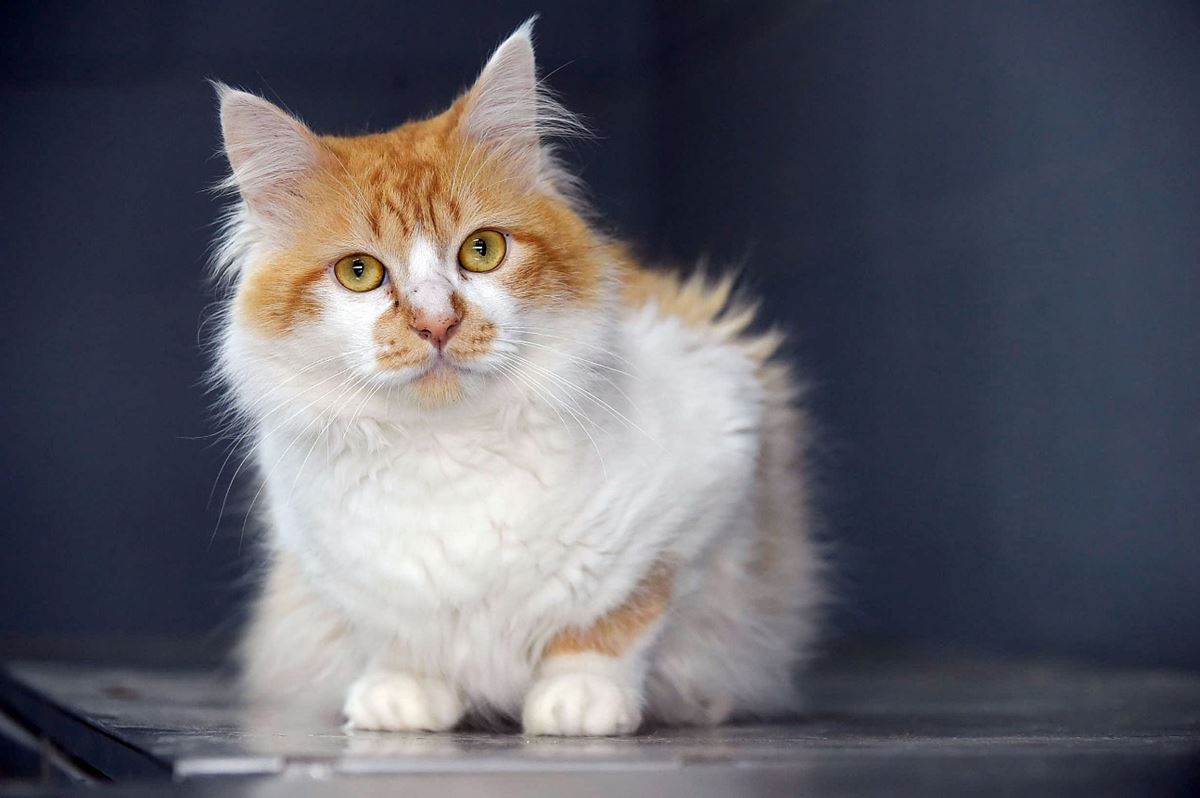 Prefeitura promove feira de adoção de cães e gatos na Vila Paraíso neste sábado