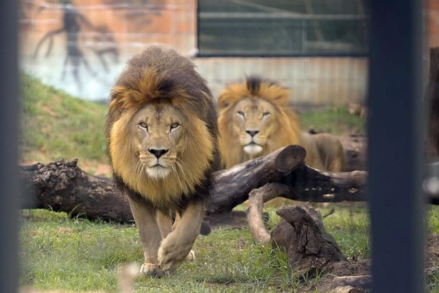 Período de inscrições para estágio no Zoológico de Guarulhos termina nesta sexta-feira