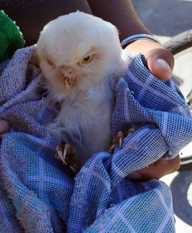 Coruja-buraqueira rara é resgatada pela GCM de Guarulhos e recebe cuidados veterinários
